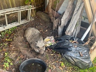 One female pig, 65 lbs.