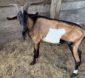 One Goat