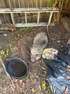 One female pig, 65 lbs.